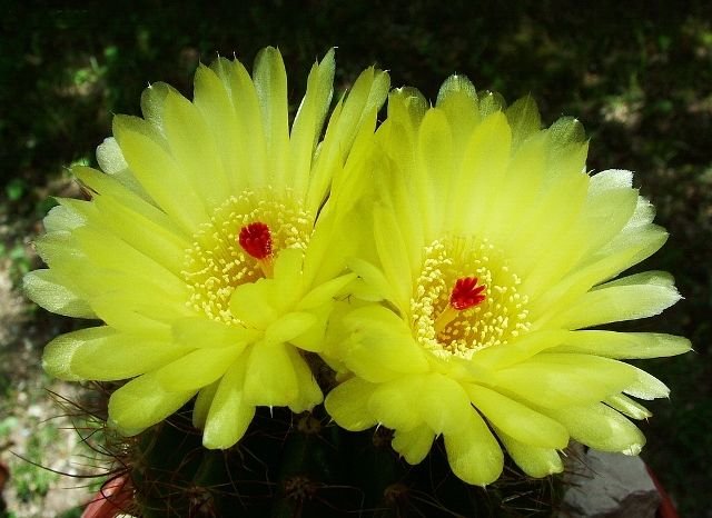 Notocactus _ottonis _13